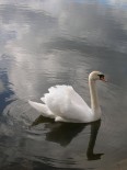 hirsel lake swan