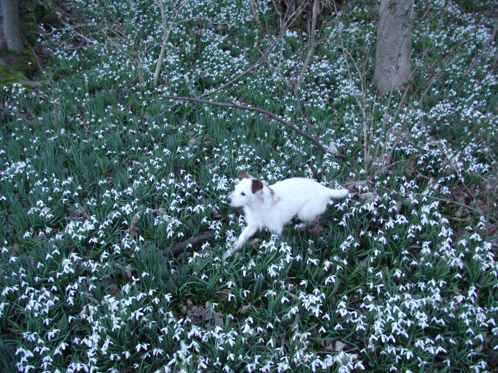 Dog and Snowdrops