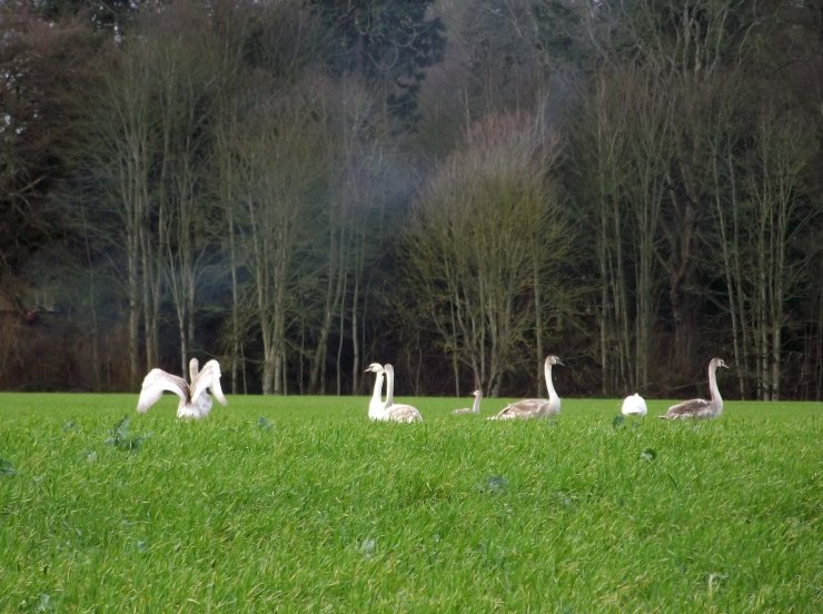 wintering swans
