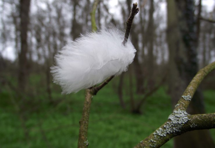a Feather Impaled on a Twig